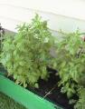 Sweet Basil - 2010-06-30