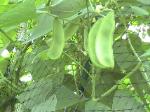 Garden-Beans-Broad-2010-08-11