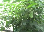 Garden-Beans-Broad-2010-08-11