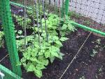 Bush Beans - 2010-06-04