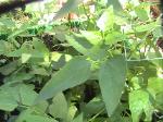 Bush Beans - 2010-06-15