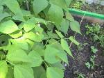 Bush Beans - 2010-06-15