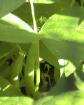 Bush Beans - 2010-06-30