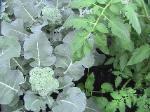 Broccoli - 2010-06-04