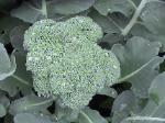 Broccoli - 2010-06-04