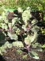 Red Cabbage - 2010-06-30