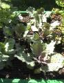 Red Cabbage - 2010-07-04