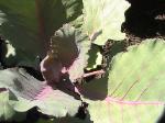 Red Cabbage - 2010-07-04
