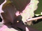 Red Cabbage - 2010-07-04