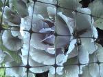 Red Cabbage - 2010-08-11