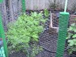 Carrots - 2010-06-04