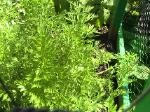 Carrots - 2010-06-15