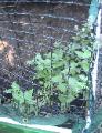 Catnip - 2010-06-30