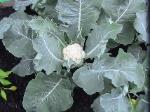 Cauliflower - 2010-06-04