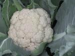Cauliflower - 2010-06-04