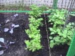 Celery - 2010-06-04