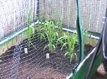 Sweet Corn - 2010-06-04