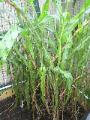 Sweet Corn - 2010-08-03
