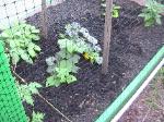 Cucumbers - 2010-06-04