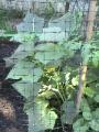 Cucumbers - 2010-06-30