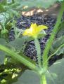 Cucumbers - 2010-06-30