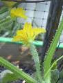 Cucumbers - 2010-06-30