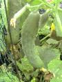 Cucumbers - 2010-07-09