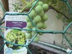 Niagara Grapes - 2010-06-30