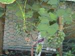 Niagara Grapes - 2010-06-30