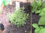 Lavendar - 2010-06-04