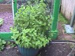 Lemon Balm - 2010-06-04