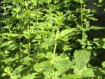 Lemon Balm - 2010-06-15