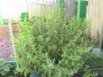 Lemon Balm - 2010-06-30