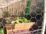Iceberg Lettuce - 2010-06-30