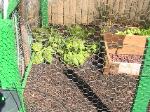 Romaine Lettuce - 2010-06-30