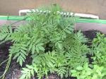 Marigold - 2010-06-04