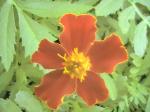 Marigold - 2010-06-15