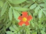 Marigold - 2010-06-15