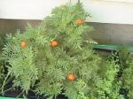 Marigold - 2010-06-30