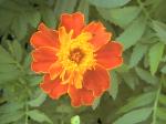 Marigold - 2010-06-30