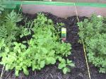 Sweet Marjoram - 2010-06-04