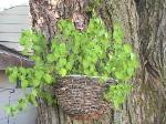 Mint - 2010-07-04