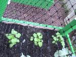 Okras - 2010-06-04