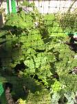 Okras - 2010-06-30