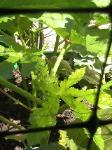 Okras - 2010-06-30