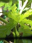 Okras - 2010-06-30
