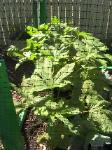 Okras - 2010-07-04