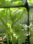 Okras - 2010-07-04