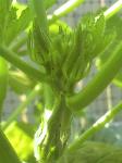 Okras - 2010-07-04