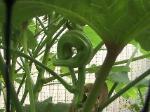 Okras - 2010-08-03